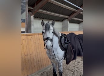 Inne kuce/małe konie, Wałach, 8 lat, 136 cm, Siwa jabłkowita