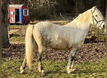 Inne kuce/małe konie, Wałach, 8 lat, 137 cm, Siwa