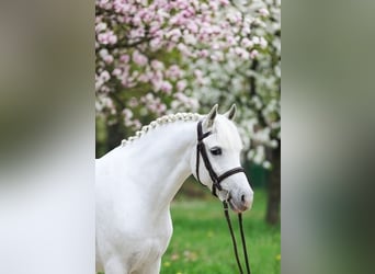 Inne kuce/małe konie, Wałach, 8 lat, 140 cm, Siwa