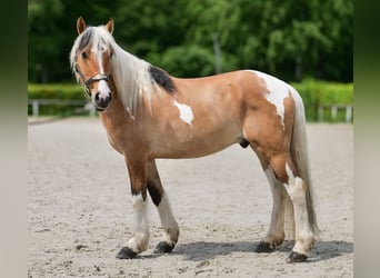 Inne kuce/małe konie, Wałach, 8 lat, 140 cm, Srokata