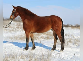 Inne kuce/małe konie, Wałach, 8 lat, 151 cm, Gniada
