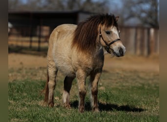 Inne kuce/małe konie, Wałach, 8 lat, 98 cm, Jelenia