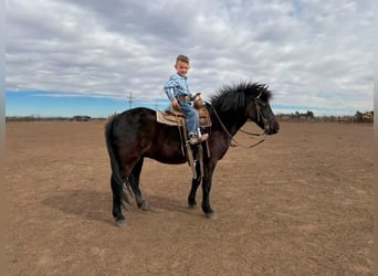 Inne kuce/małe konie, Wałach, 8 lat, Kara