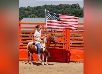 Inne kuce/małe konie, Wałach, 9 lat, 102 cm, Srokata