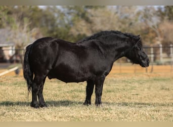 Inne kuce/małe konie, Wałach, 9 lat, 109 cm, Kara