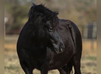 Inne kuce/małe konie, Wałach, 9 lat, 109 cm, Kara