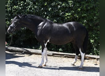 Inne kuce/małe konie, Wałach, 9 lat, 135 cm, Srokata
