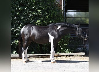 Inne kuce/małe konie, Wałach, 9 lat, 135 cm, Srokata