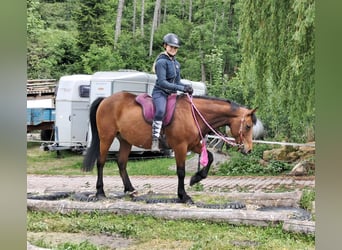 Inne kuce/małe konie, Wałach, 9 lat, 140 cm, Gniada