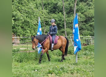 Inne kuce/małe konie, Wałach, 9 lat, 140 cm, Gniada
