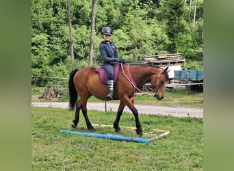 Inne kuce/małe konie, Wałach, 9 lat, 140 cm, Gniada