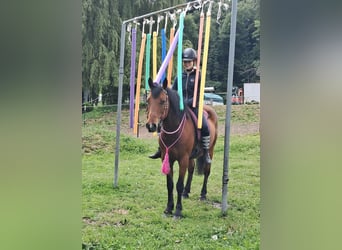 Inne kuce/małe konie, Wałach, 9 lat, 140 cm, Gniada