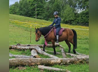 Inne kuce/małe konie, Wałach, 9 lat, 140 cm, Gniada