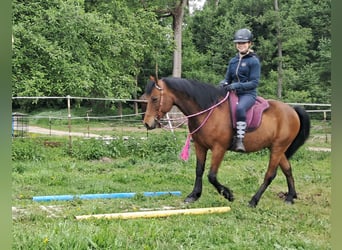Inne kuce/małe konie, Wałach, 9 lat, 140 cm, Gniada