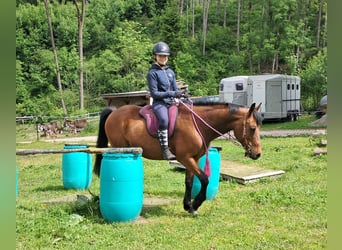 Inne kuce/małe konie, Wałach, 9 lat, 140 cm, Gniada