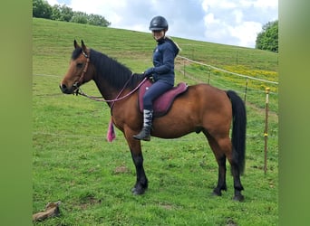 Inne kuce/małe konie, Wałach, 9 lat, 140 cm, Gniada