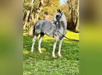 Inne kuce/małe konie Mix, Wałach, 9 lat, 147 cm, Srokata