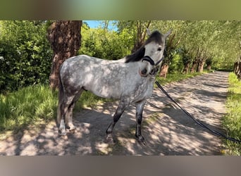 Inne kuce/małe konie, Wałach, 9 lat, 152 cm, Siwa