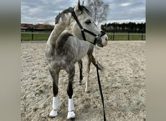 Irisches Vollblut, Hengst, 11 Jahre, 165 cm, Schimmel