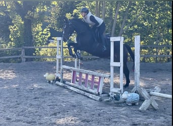 Irisches Vollblut, Hengst, 4 Jahre, 159 cm, Dunkelbrauner