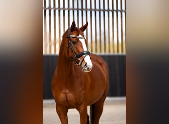 Irisches Vollblut, Stute, 11 Jahre, 155 cm, Fuchs