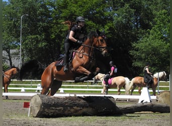 Irisches Vollblut, Stute, 11 Jahre, 163 cm, Brauner