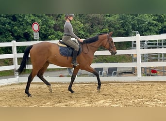 Irisches Vollblut, Stute, 11 Jahre, 167 cm, Brauner