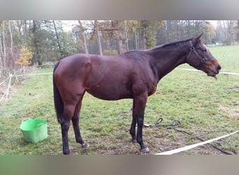 Irisches Vollblut, Stute, 11 Jahre, Brauner