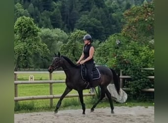 Irisches Vollblut, Stute, 13 Jahre, 160 cm, Dunkelbrauner