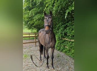 Irisches Vollblut, Stute, 13 Jahre, 160 cm, Dunkelbrauner
