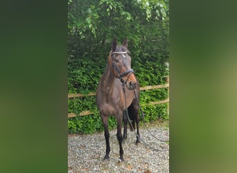 Irisches Vollblut, Stute, 13 Jahre, 160 cm, Dunkelbrauner