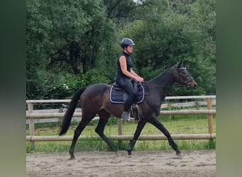 Irisches Vollblut, Stute, 13 Jahre, 160 cm, Dunkelbrauner