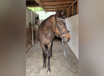 Irisches Vollblut, Stute, 13 Jahre, 160 cm, Dunkelbrauner