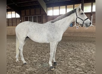 Irisches Vollblut, Stute, 13 Jahre, 160 cm, Schimmel