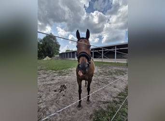 Irisches Vollblut, Stute, 13 Jahre, 164 cm, Brauner