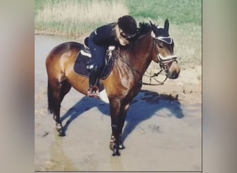 Irisches Vollblut, Stute, 13 Jahre, 167 cm, Brauner