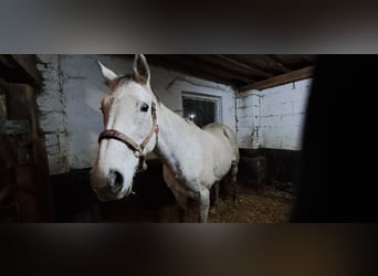 Irisches Vollblut, Stute, 13 Jahre, 170 cm, Schimmel