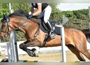 Irisches Vollblut, Stute, 15 Jahre, 154 cm, Dunkelbrauner