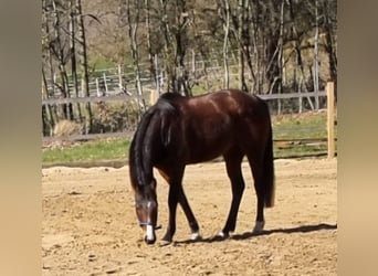 Irisches Vollblut, Stute, 16 Jahre, 163 cm, Brauner