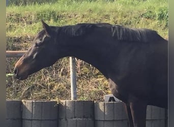 Irisches Vollblut, Stute, 17 Jahre, 165 cm, Dunkelbrauner