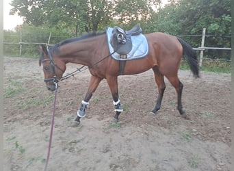 Irisches Vollblut, Stute, 3 Jahre, 162 cm, Brauner