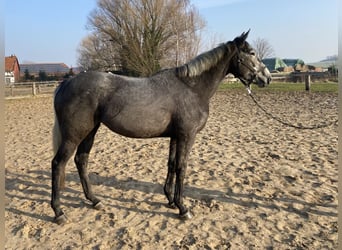 Irisches Vollblut, Stute, 4 Jahre, 168 cm, Schimmel