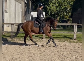 Irisches Vollblut, Stute, 5 Jahre, 154 cm, Brauner