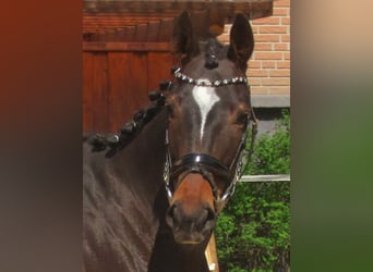 Irisches Vollblut, Stute, 5 Jahre, 158 cm, Dunkelbrauner