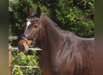 Irisches Vollblut, Stute, 5 Jahre, 158 cm, Dunkelbrauner