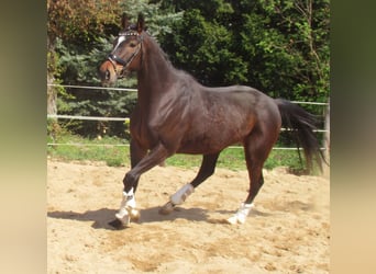 Irisches Vollblut, Stute, 5 Jahre, 158 cm, Dunkelbrauner