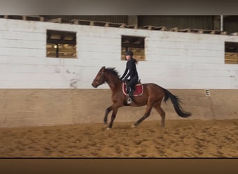 Irisches Vollblut, Stute, 5 Jahre, 160 cm, Brauner