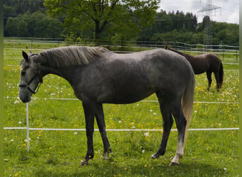 Irisches Vollblut, Stute, 5 Jahre, 165 cm, Schimmel