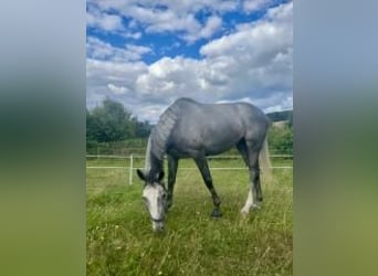 Irisches Vollblut, Stute, 5 Jahre, 165 cm, Schimmel