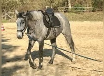 Irisches Vollblut, Stute, 5 Jahre, 165 cm, Schimmel